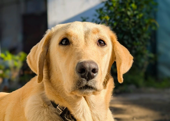 A close-up of a golden labrador retriever's face.